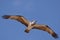 Osprey on a sky Egypt