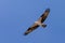 Osprey Soaring - 1