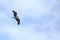 Osprey soaring against a light blue sky