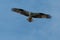 Osprey soaring in flight