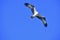 Osprey Soaring in Flight