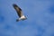 Osprey Soaring in Flight