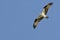 Osprey Soaring High in a Clear Blue Sky