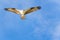 Osprey soaring over the Gulf of Mexico.Fort Myers Beach.Florida.USA