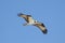 Osprey Soaring over Indian River Inlet