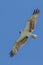 Osprey soaring in Tulum