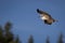 Osprey soaring up