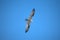 An osprey soars above Seattle on a bright blue summer day