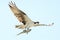 Osprey soars over the beach with her fresh catch