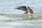 The Osprey splashes its way out of the water after trying to catch a fish