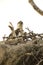 Osprey standing in its nest in the Florida Everglades.