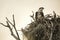 Osprey standing in its nest in the Florida Everglades.