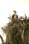 Osprey standing in its nest in the Florida Everglades.