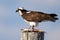 Osprey Standing on Piling Eating a Bloody Fish