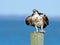 Osprey Standing on Piling with Fish