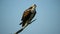 Osprey Standing on a Tree Branch Preening