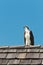 Osprey standing on a wood roof at a tropical beach