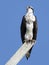 Osprey Standing on Wooden Post