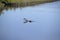 An osprey sticks its wing out of the water as it emerges from the waterway