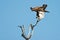 Osprey Take Off