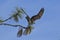 Osprey takes flight from branch