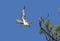 Osprey takes off from branch.