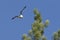 Osprey takes off from branch.