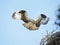 An Osprey Takes Off From It`s Nest in the Pine Tree in Search of More Nesting Material