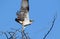 Osprey takes off from the tree
