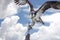 Osprey Taking Flight From It\'s Pertch