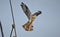 Osprey taking flight to find material to make his nest