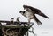 Osprey tends to two fledglings in the rain