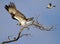 Osprey Threatened By Mockingbird