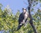 Osprey in a tree