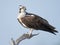 Osprey on tree branch