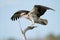 Osprey on tree branch wings spread