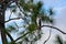 Osprey in tree in Florida