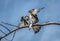 Osprey in a tree holding a fish in talons