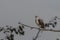 Osprey in the trees at Bombay Hook Wildlife Refuge NWR