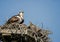 Osprey and two chicks sitting on a nest.