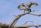 Osprey, Upper Lake Mary, Arizona