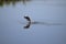 An osprey uses its strength to propel itself out of the water after an attempted catch