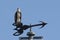 An osprey uses a wind sock as a lookout