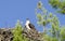 Osprey Watching the Photographer