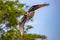 Osprey with wide spread wings flying against green trees and blue sky