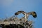 Osprey with wings spread over her nest with chicks.