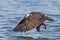 Osprey wings swept forward with fish.