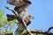 Osprey witih Mackerel Flapping Wings