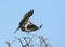 The Osprey with a wounded paw sits on a tree