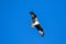 Ospreys Catching FishIsolated flying osprey. Sky background Western Osprey Pandion haliaetus. fish-eating bird of prey. Mackenzie